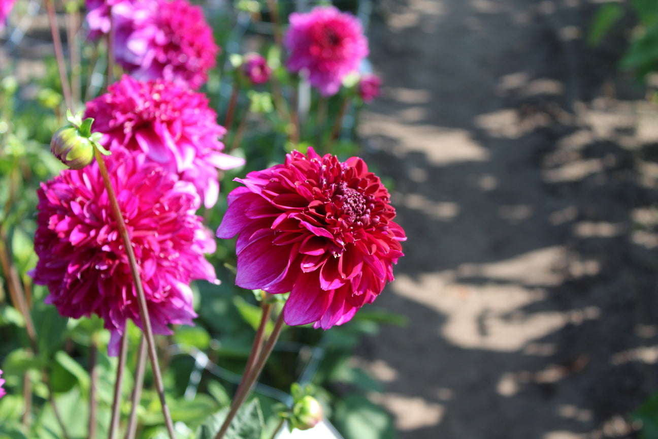 Dahlia 'Blue Bayou'