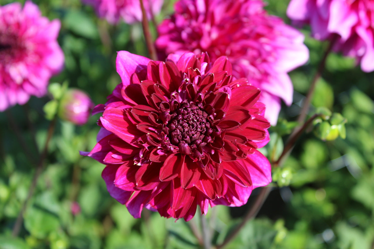 Dahlia 'Blue Bayou'