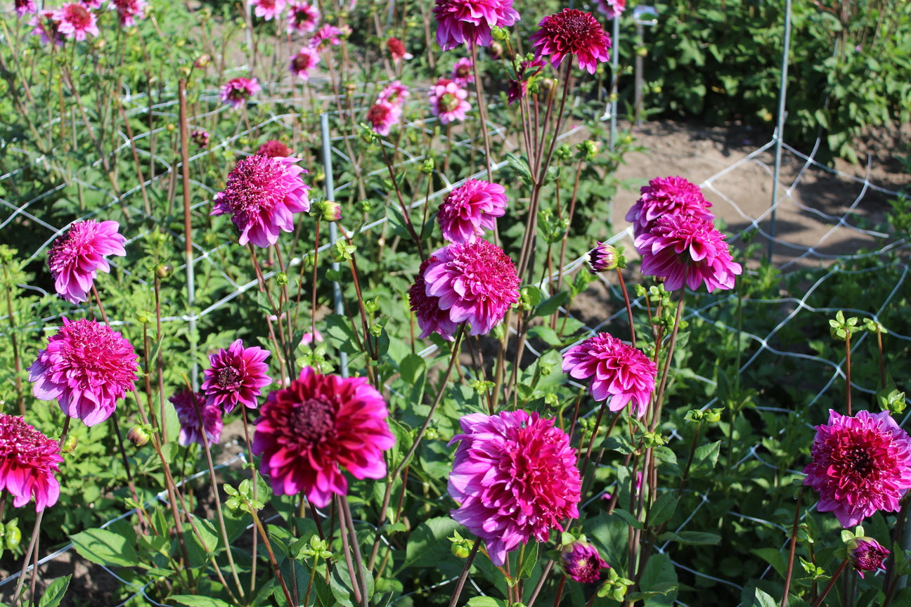 Dahlia 'Blue Bayou'