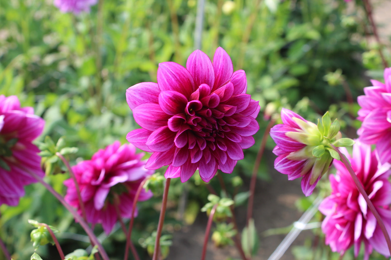 Dahlia 'Blue Bell'