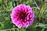 Dahlia 'Blue Bell'