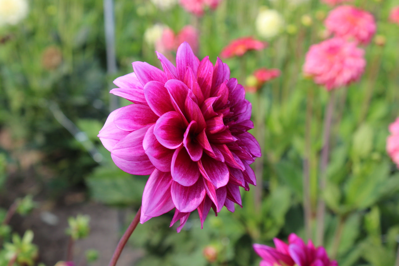 Dahlia 'Blue Bell'