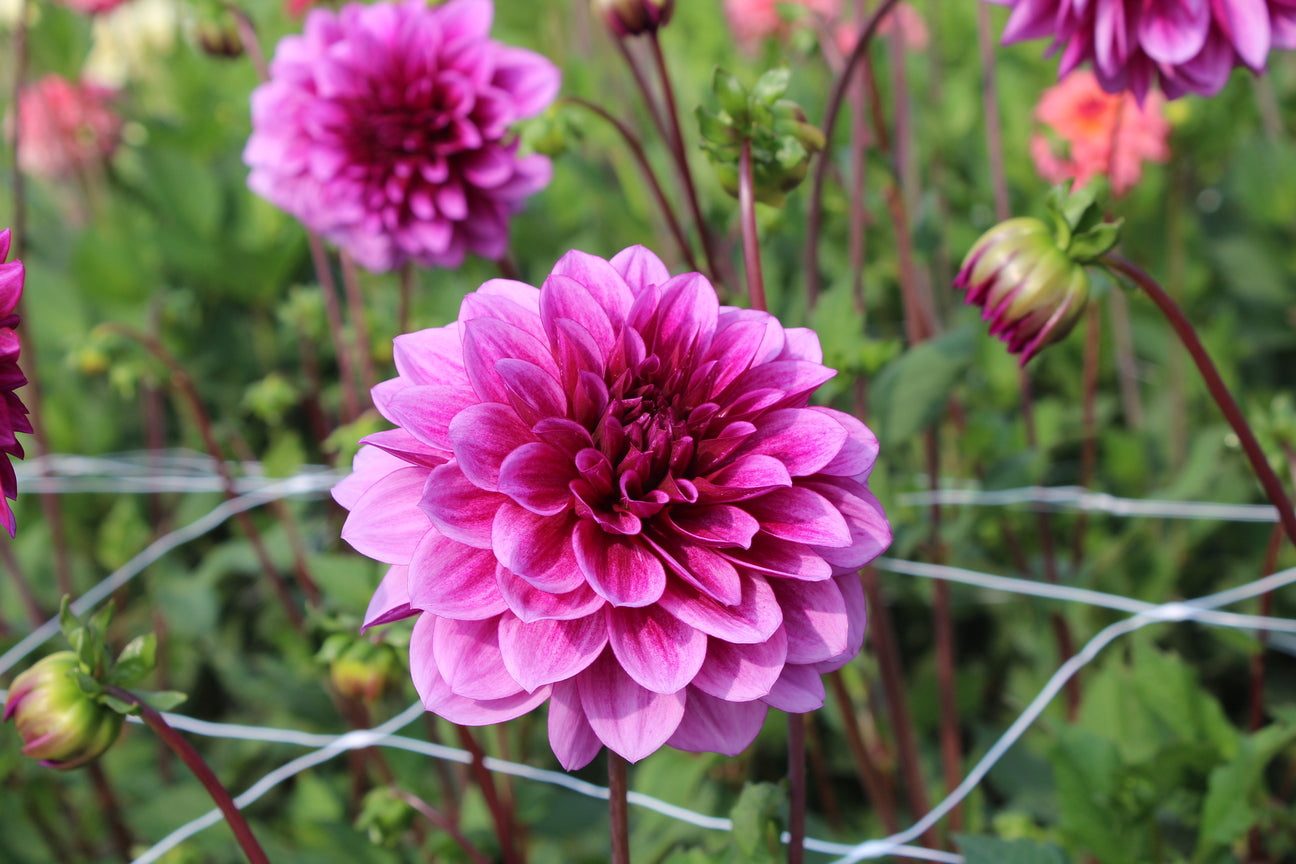 Dahlia 'Blue Bell'