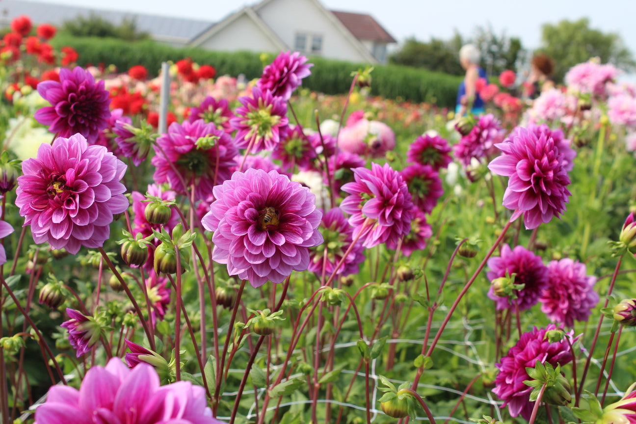 Dahlia 'Blue Bell'