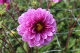 Dahlia 'Blue Bell'