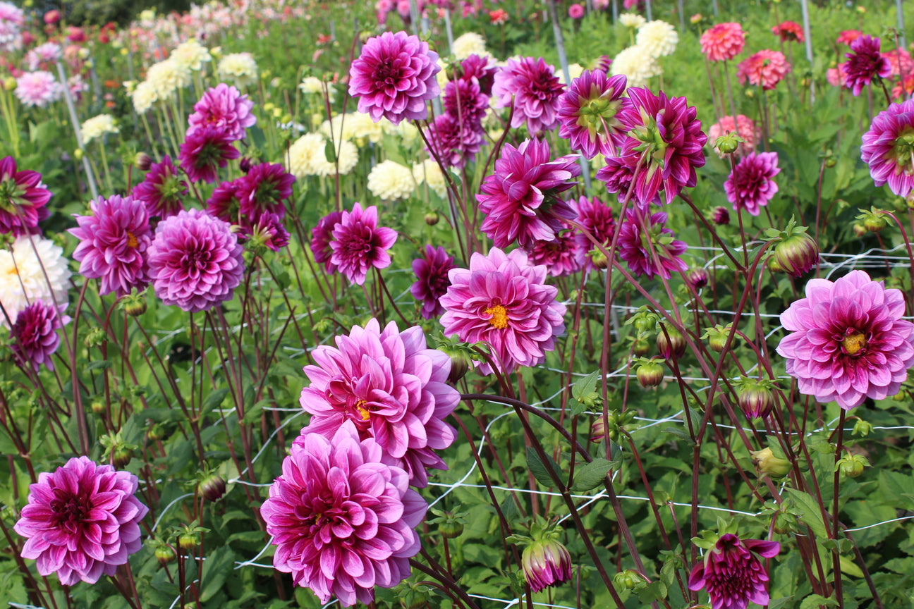 Dahlia 'Blue Bell'