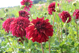 Dahlia 'Bohemian Spartacus'