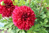 Dahlia 'Bohemian Spartacus'