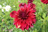 Dahlia 'Bohemian Spartacus'