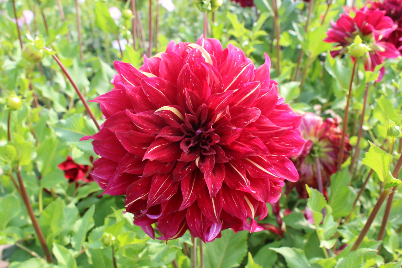 Dahlia 'Bohemian Spartacus'