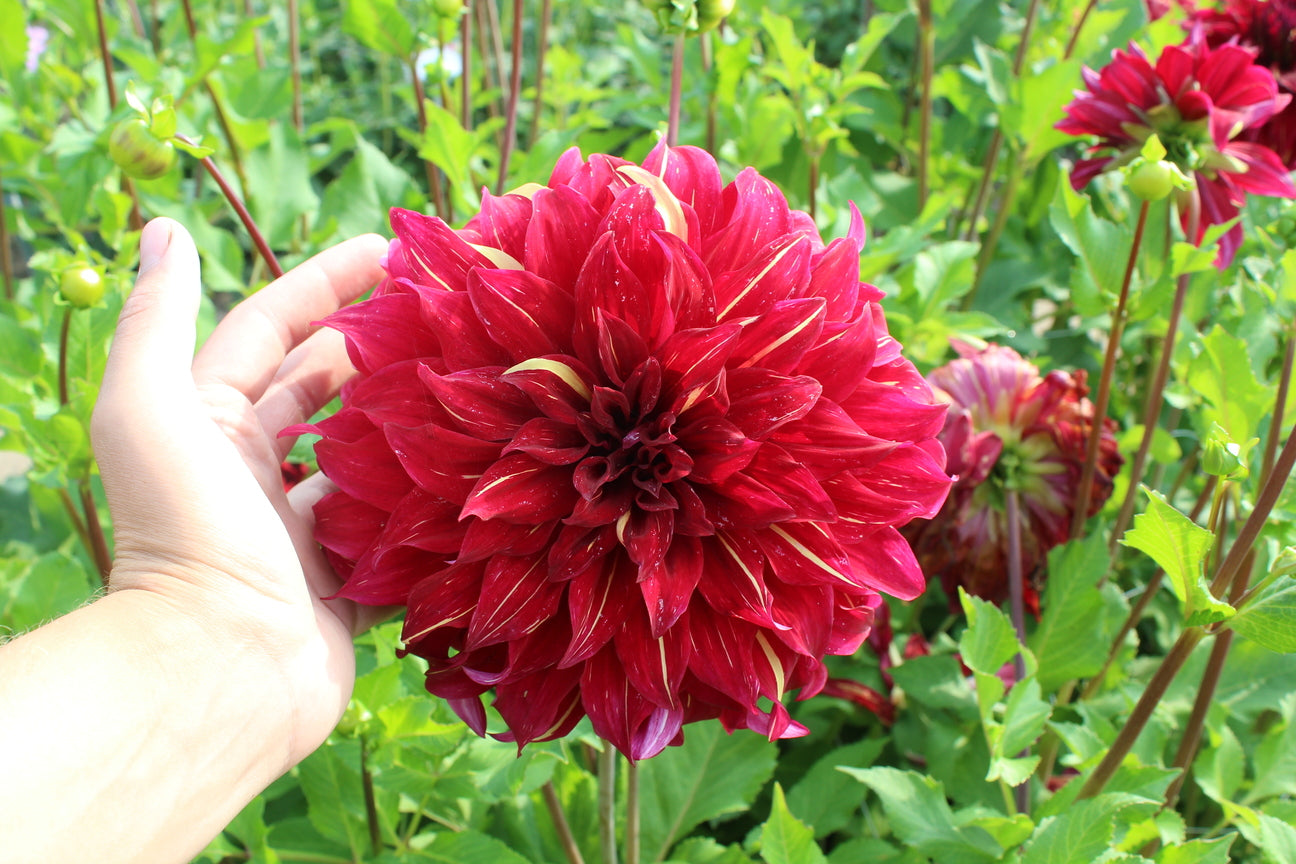 Dahlia 'Bohemian Spartacus'