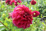 Dahlia 'Bohemian Spartacus'