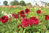 Dahlia 'Bohemian Spartacus'