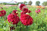 Dahlia 'Bohemian Spartacus'