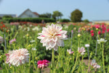 Dahlia 'Bright Diamond'