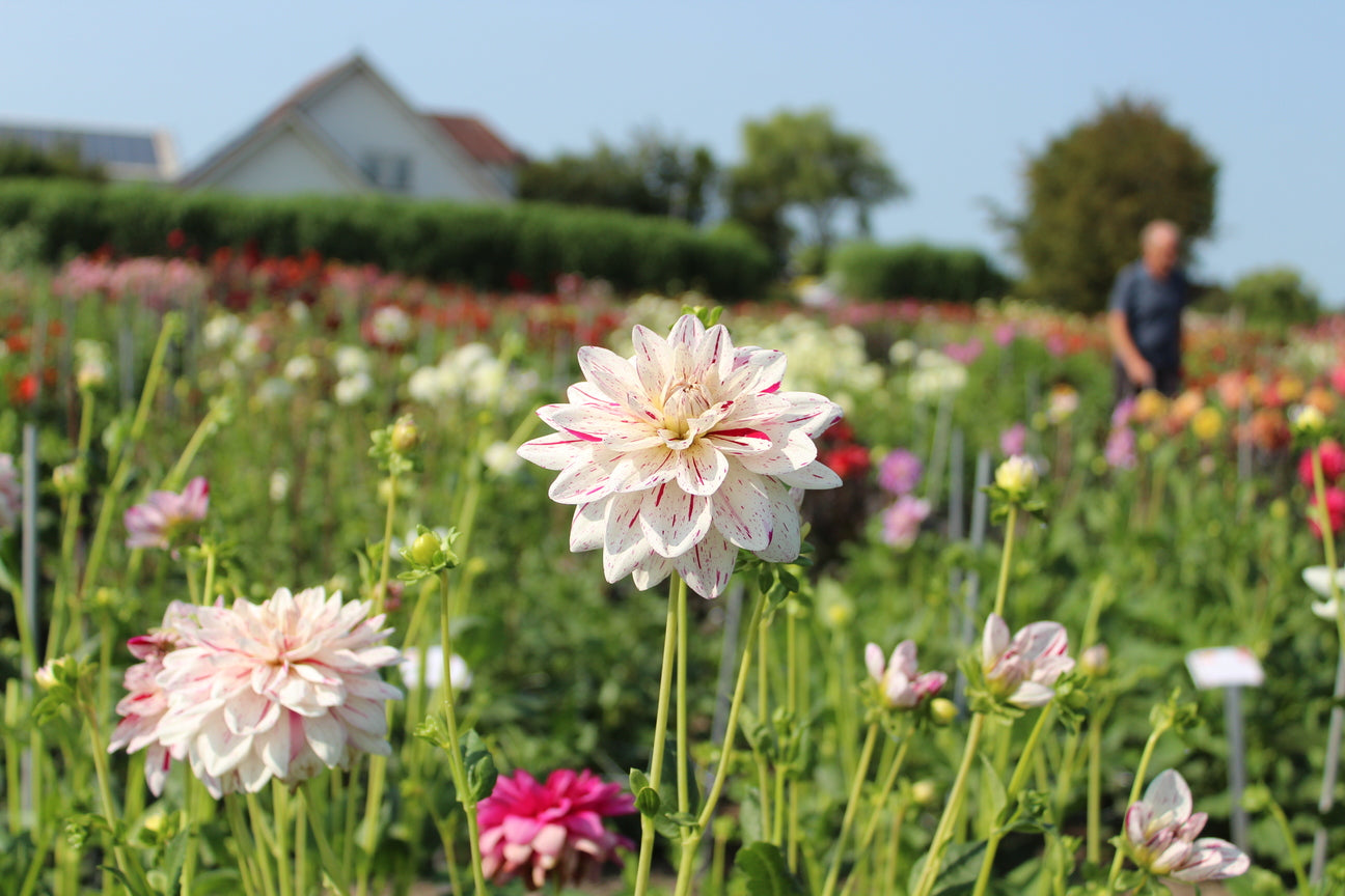 Dahlia 'Bright Diamond'