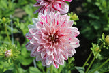 Dahlia 'Bright Diamond'