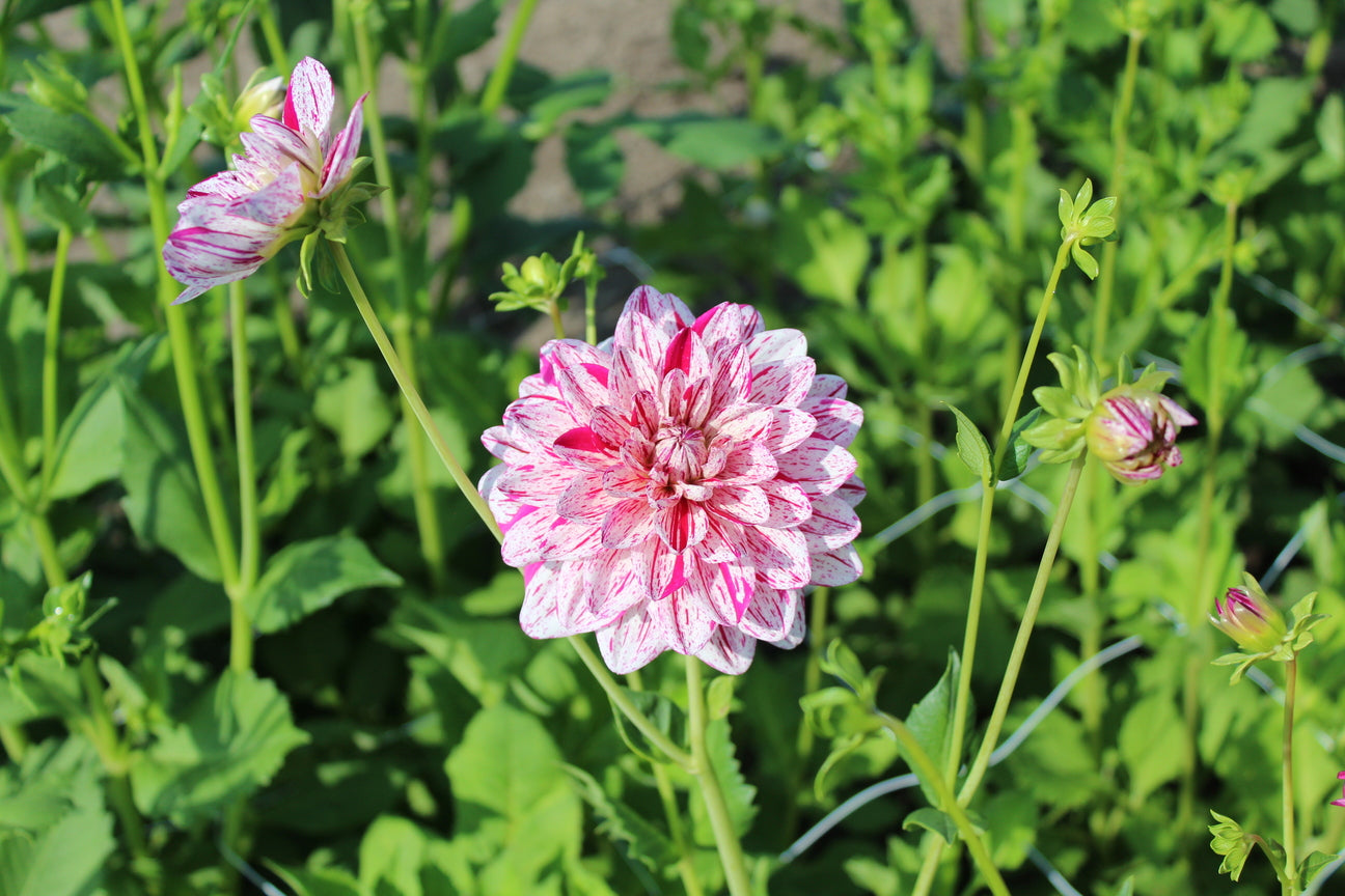 Dahlia 'Bright Diamond'