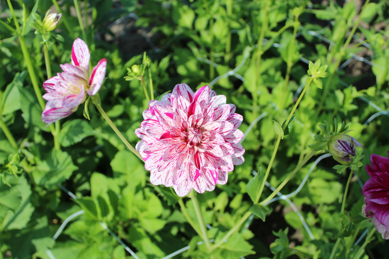 Dahlia 'Bright Diamond'