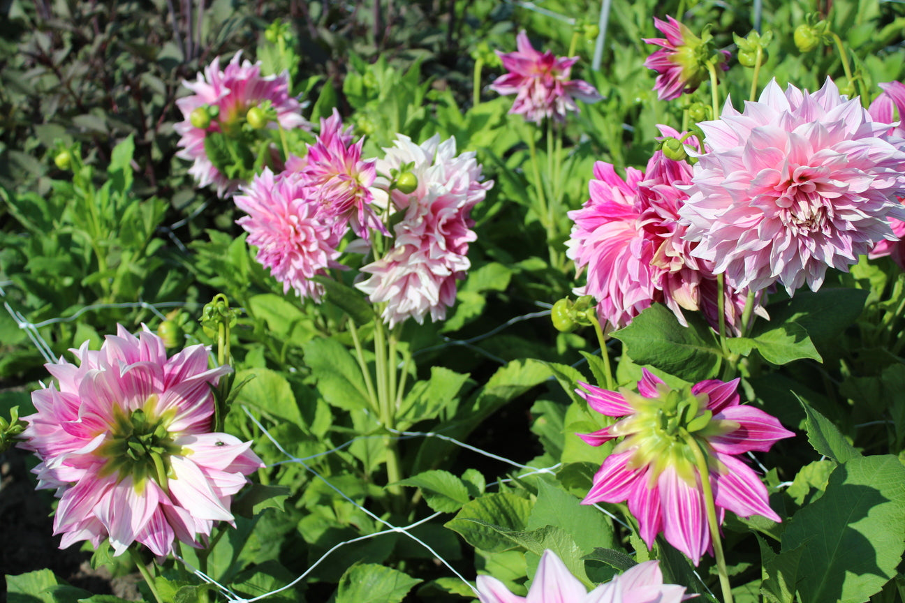 Dahlia 'Café au Lait Twist'