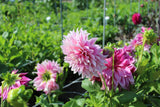 Dahlia 'Café au Lait Twist'