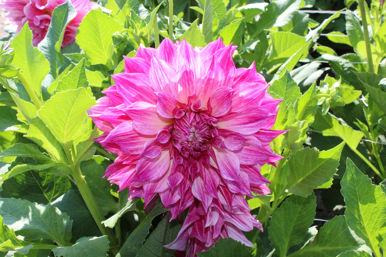 Dahlia 'Café au Lait Twist'