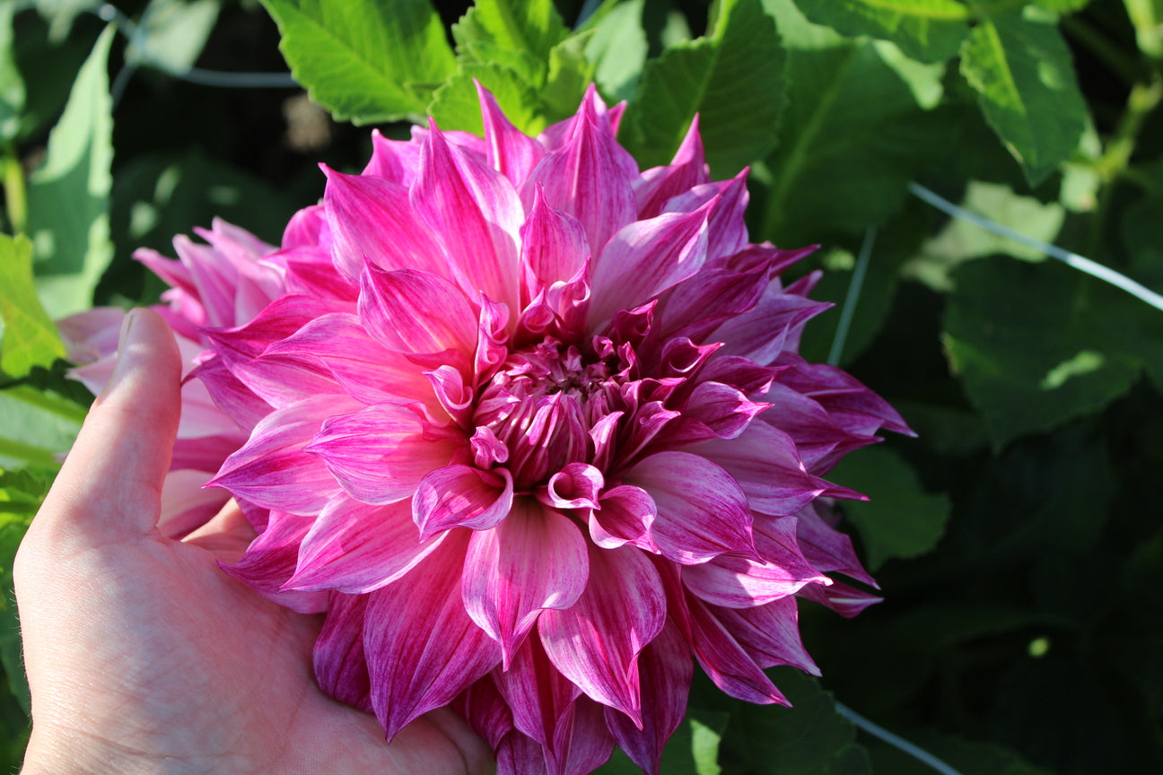 Dahlia 'Café au Lait Twist'