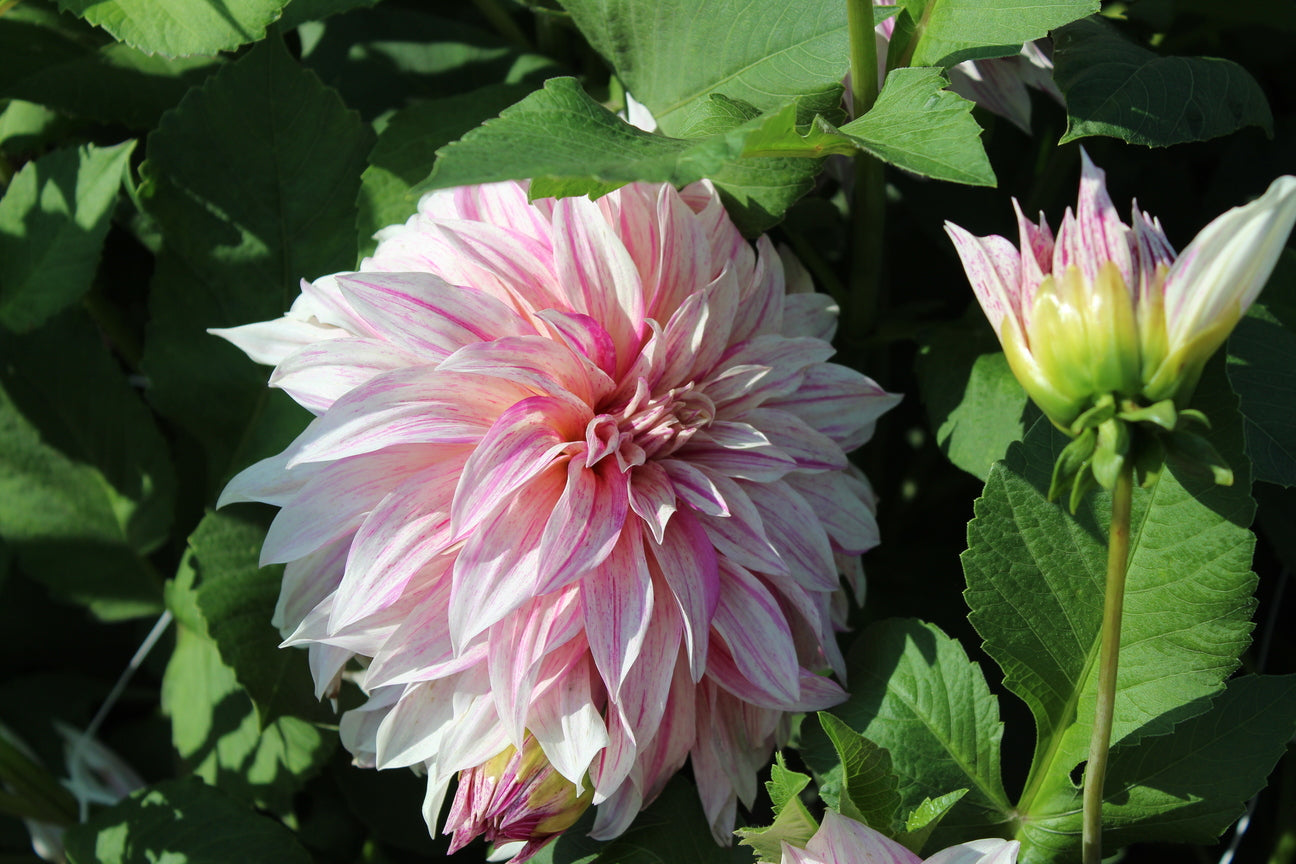 Dahlia 'Café au Lait Twist'