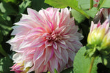 Dahlia 'Café au Lait Twist'