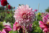 Dahlia 'Café au Lait Twist'