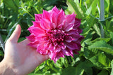 Dahlia 'Café au Lait Twist'