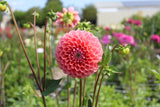 Dahlia 'Caitlin's Joy'