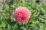 Dahlia 'Caitlin's Joy'