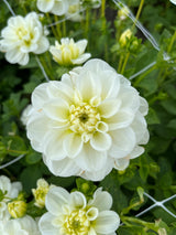 Dahlia 'Cantarino'