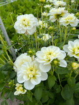 Dahlia 'Cantarino'