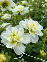 Dahlia 'Cantarino'