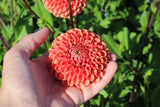 Dahlia 'Copperboy'