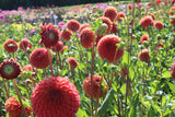 Dahlia 'Copperboy'