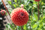 Dahlia 'Copperboy'