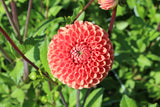 Dahlia 'Copperboy'