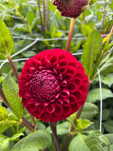 Dahlia 'Cornel'