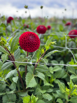 Dahlia 'Cornel'