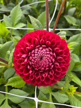 Dahlia 'Cornel'