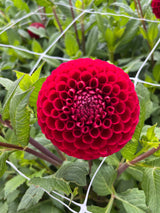 Dahlia 'Cornel'