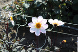 Dahlia 'Dahlegria White'