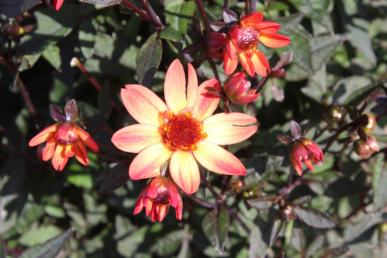 Dahlia 'Dark Angel Star Wars'