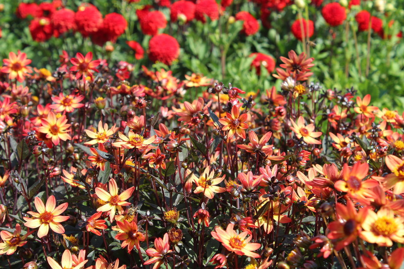 Dahlia 'Dark Angel Star Wars'