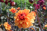 Dahlia 'David Howard'