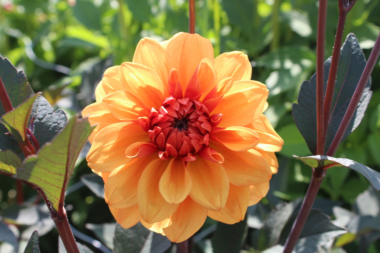 Dahlia 'David Howard'