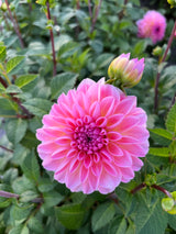 Dahlia 'Esli'